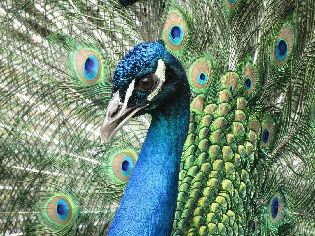 Bankapura Peacock Sanctuary @Haveri